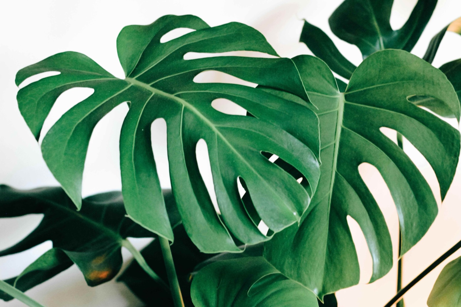 A healthy monstera houseplant with large, glossy leaves